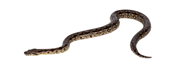 Full body shot of a Boa snake in movement. Isolated cutout on a transparent background.