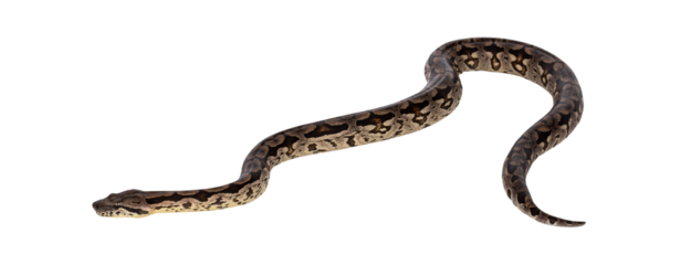 Full body shot of a Boa snake in movement. Isolated cutout on a transparent background.