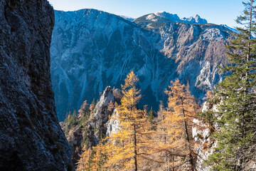 Scenic view of mountain peak Hochturm in Hochschwab region, Styria, Austria. Steep rocky cliffs covered in deciduous trees in vibrant autumn colors. Wanderlust Austrian Alps. Golden coniferous forest © Chris