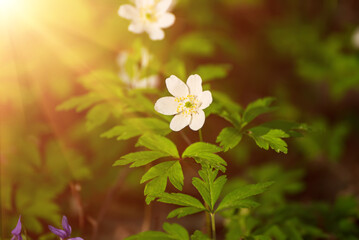 White anemone flowers growing in spring forest, natural seasonal background