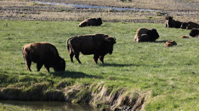 Herd of buffalo grazing and resting near flowing water in Lamar Valley on a spring day, featuring adult bison and red dog calves in a scenic wildlife setting.