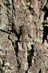 dragonfly on bark