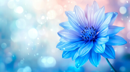 Obraz premium Close-up view of Blue flower, bokeh background. Wild Blue Flowers Blooming.