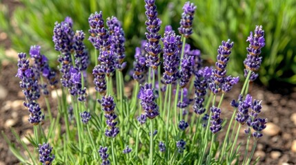 Naklejka premium Artistic close-up of lavender flowers in a sunny field, with space for text and a soft, blurred spring nature backdrop.