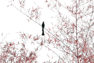 Solitary bird perched on bamboo tree branch against tranquil sky, capturing the essence of solitude and peacefulness in a minimalist landscape photograph.