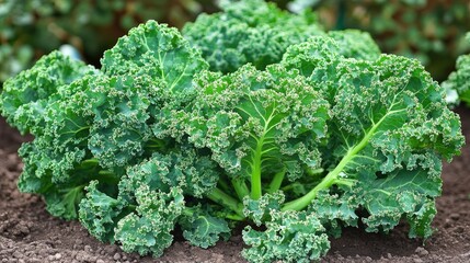 Chinese kale plants growing in a garden, their lush green leaves and sturdy stems shown in detail, promoting their nutritional benefits.