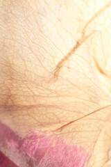 Fototapeta premium Gentle Pink and Cream Dried Flower Petals from a Rose Close Up Floral Abstract Background