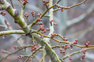 Bud formation on tree branches during early spring season in a forest