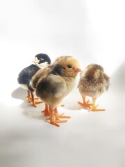 Chicks on an isolated white background