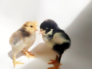 Chicks on an isolated white background