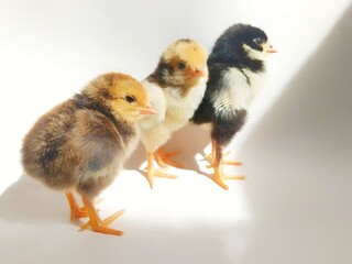 Chicks on an isolated white background