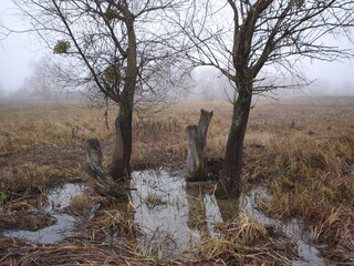Bad weather. Fog and cold near the river Gloomy landscape