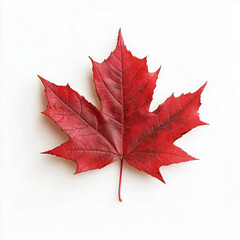 autumn maple leaf