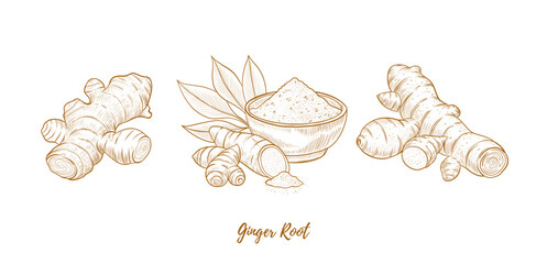 Vector ginger root and ginger powder line art illustration, graphic line ginger. Ginger powder in the bowl. Ginger piece for tea. Engraving. Ingredient. Great for any designs, textile, art, walls, pac