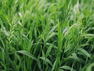 Obraz premium Lush Green Grass in a Field During Sunny Day with Soft Focus on Blades and Sunlight Casting Gentle Shadows