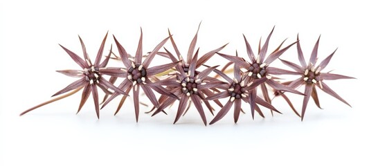 Fototapeta premium close up of spiky purple flowers on a white background