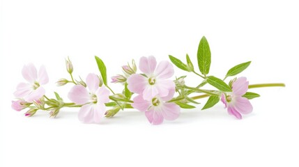 a delicate sprig of pink flowers with green leaves