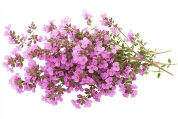 Fresh thyme sprigs with small pink flowers