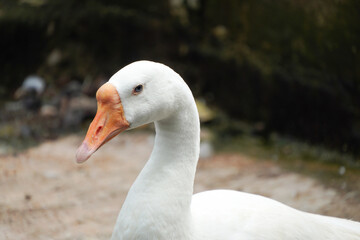 Close up photo of adult white goose face. Concept for World Animal Day