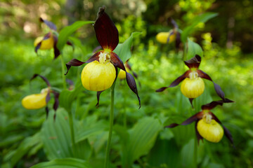 Gelber Frauenschuh, Cypripedium calceolus Orchidee auf der Schwäbischen Alb.