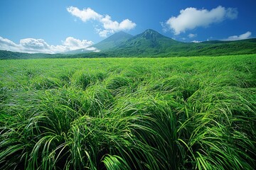 Lush green meadow with distant volcano under blue sky