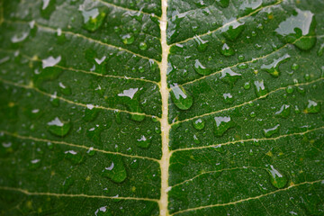 Close up photo of frangipani plumeria leaves with morning dew and raindrops on leaf surface, natural lights.