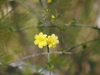 春の花　オウバイ