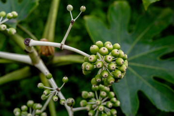 日本の京都の道に咲いていたヤツデ
