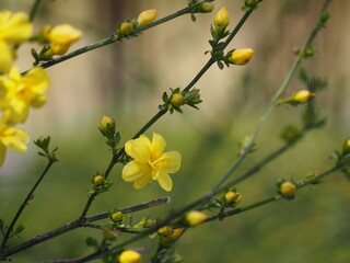 春の花　オウバイ