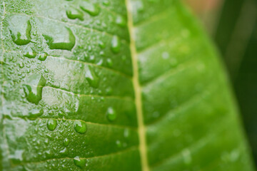 Close up photo of frangipani plumeria leaves with morning dew and raindrops on leaf surface, natural lights.