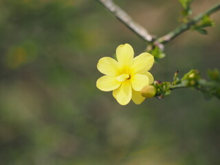 春の花　オウバイ