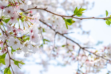 Naklejka premium 日本の京都にある伏見の桜