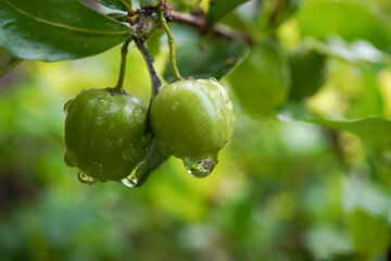 Close up photo of green barbados cherry fruits with morning dew and raindrops on surface, natural lights.