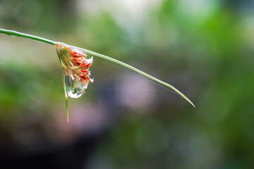 Close up photo of grass leaves with morning dew and raindrops on leaf surface, natural lights.