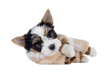 Very cute Biewer Terrier dog pup, rolling over side ways wearing beige fake fur body suit. Looking straight to camera. Isolated cutout on a transparent background.