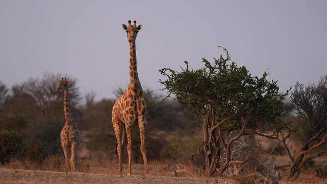 South African giraffe or Cape giraffe (Giraffa giraffa) or (Giraffa camelopardalis giraffa). Mashatu Game Reserve. Northern Tuli Game Reserve.  Botswana.