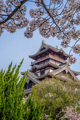Fototapeta premium 日本の京都にある伏見桃山城と桜