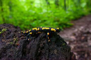 Feuersalamander auf dem Weg zu den Autalwasserfällen Bad Überkingen, Schwäbische Alb.