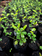 Fukien Tea Seedlings in Nursery Bags