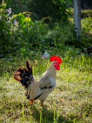 Mixed Color Bantam Chicken Walking on Green Grass