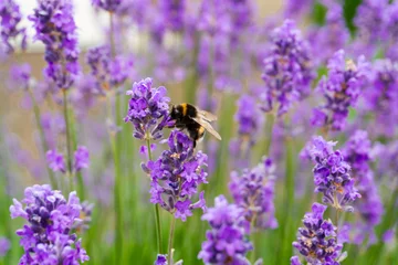 Gardinen bee on lavender © Катя Василенко