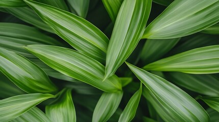 Lush Green Tropical Leaves with Soft Lighting and Copy Space