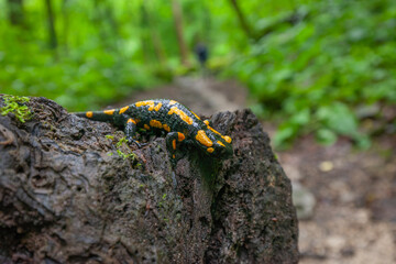 Feuersalamander auf dem Weg zu den Autalwasserfällen Bad Überkingen, Schwäbische Alb.