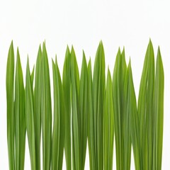 Fototapeta premium green grass leaves on white background