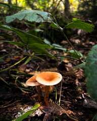 mushroom in the forest
