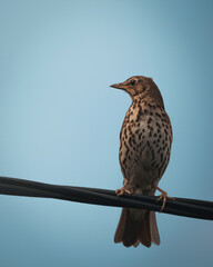 Ptak drozd śpiewak siedzący na kablu na tle błękitnego nieba © ralfdud