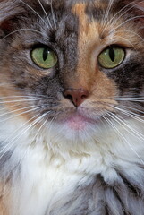 Skogkatt  - chat des forêts Norvégiennes