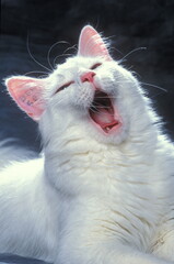 Angora turc baillant