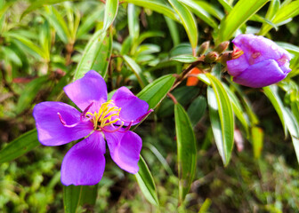 Vibrant Purple Flower with Bud in Bloom