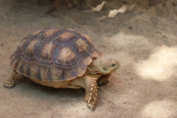Brown turtle in the zoo